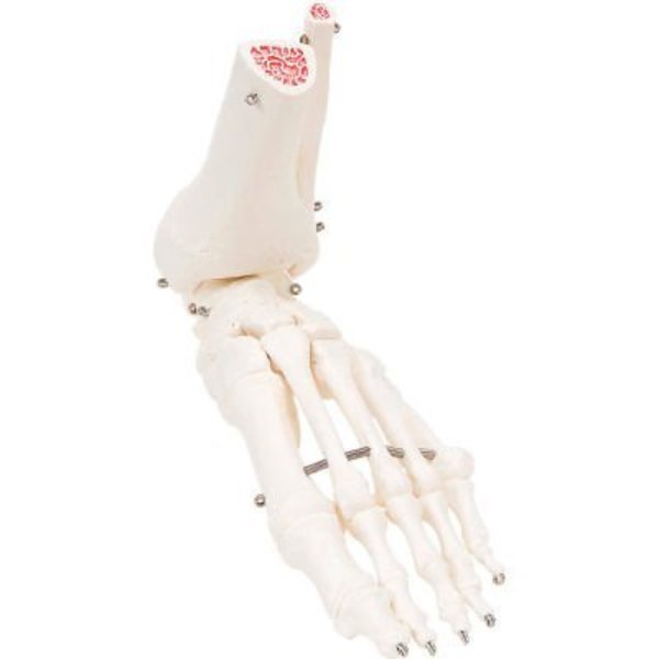 3B® Anatomical Model - Loose Bones, Foot Skeleton with Ankle, Left, Fabrication Enterprises, Mfr#: 12-4585L